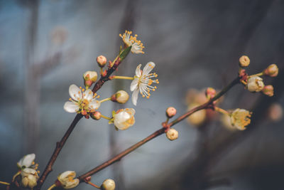 Close-up of cherry blossoms in spring