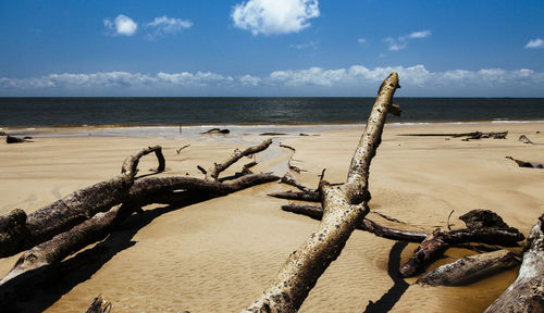 Driftwood on beach by sea against sky