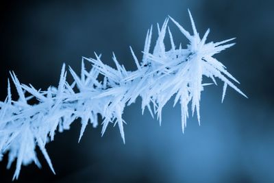 Close-up of frozen plant