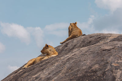 Lioness with lion cub sitting on rock