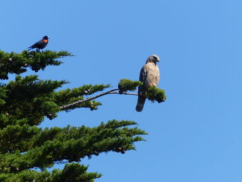 Low angle view of bird perching on tree against clear blue sky