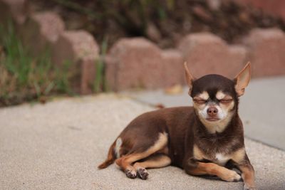 Portrait of dog sitting outdoors