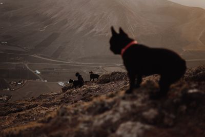 Dogs standing on a land