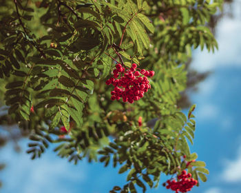 Close-up of red berries growing on tree