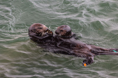 High angle view of two otters in water