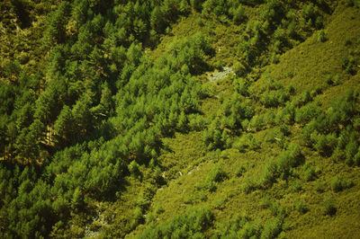 Green view around salamanca