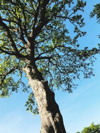 Low angle view of tree against sky