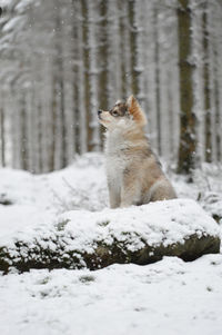 View of puppy finnish lapphund dog on snow covered land