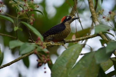Low angle view of woodpecker perching on tree
