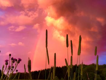 Low angle view of plants growing on field against sky during sunset