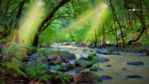 Scenic view of stream amidst trees in forest