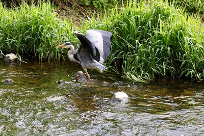 View of a bird in lake