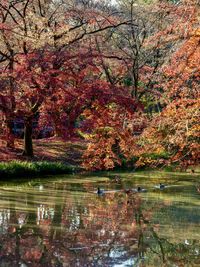 Reflection of trees in lake during autumn