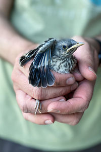 Close up of a baby mocking bird held in a pair of hands. 