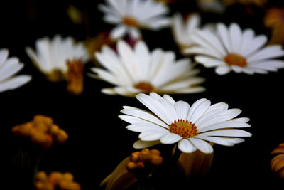 Close-up of white daisy flowers against black background