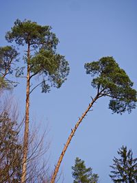 Low angle view of trees against sky