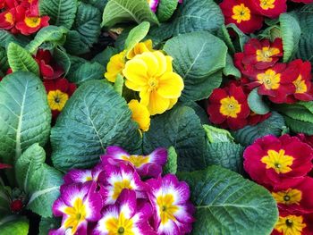 Full frame shot of purple flowering plants