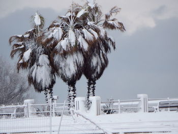 Palm trees on snow covered landscape against sky