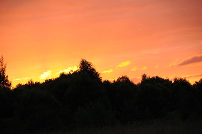 Silhouette of trees at sunset