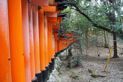 Row of trees by stone wall