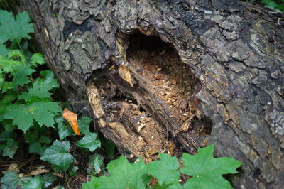 Close-up of lizard on tree