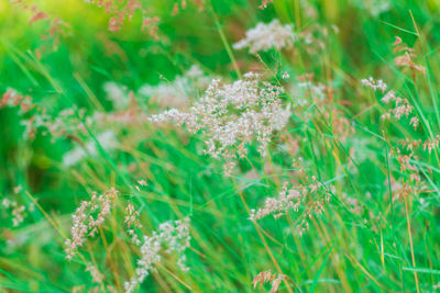 High angle view of flowering plants on field