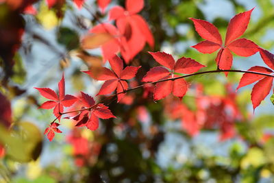 Close-up of red maple leaves on tree