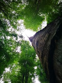 Low angle view of trees