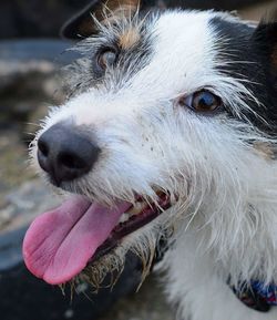 Close-up portrait of dog