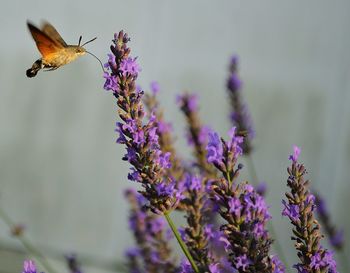 Close-up of butterfly perching on purple flower