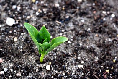 Close-up of plant growing outdoors