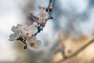 Spring flowers and buds on tree branches in winter season.