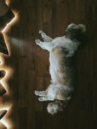 High angle view of dog