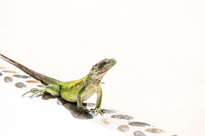 Close-up of lizard on rock against clear sky