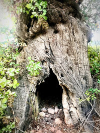 Close-up of tree trunk