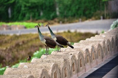 Birds perching on retaining wall