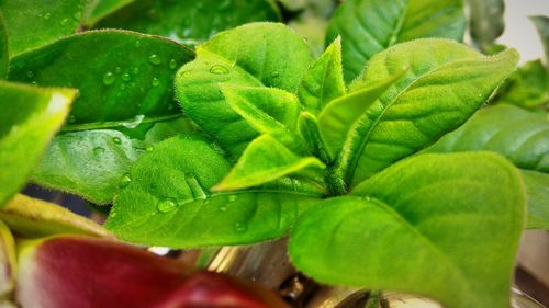 Close-up of fresh green plant in water