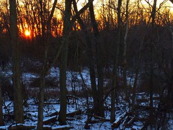 Sun shining through trees in forest