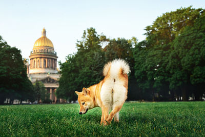 View of a dog on field