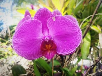 Close-up of purple flower