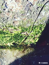 Close-up of moss growing on tree trunk