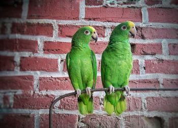 Close-up of parrot perching on brick wall