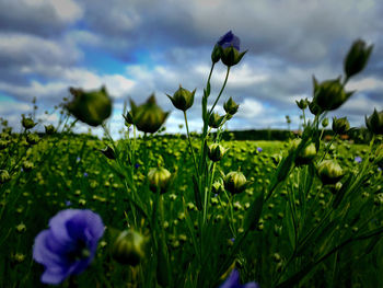 Close-up of plants growing on field