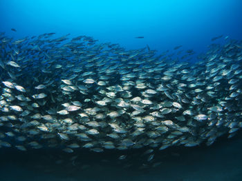 Fish swimming in sea