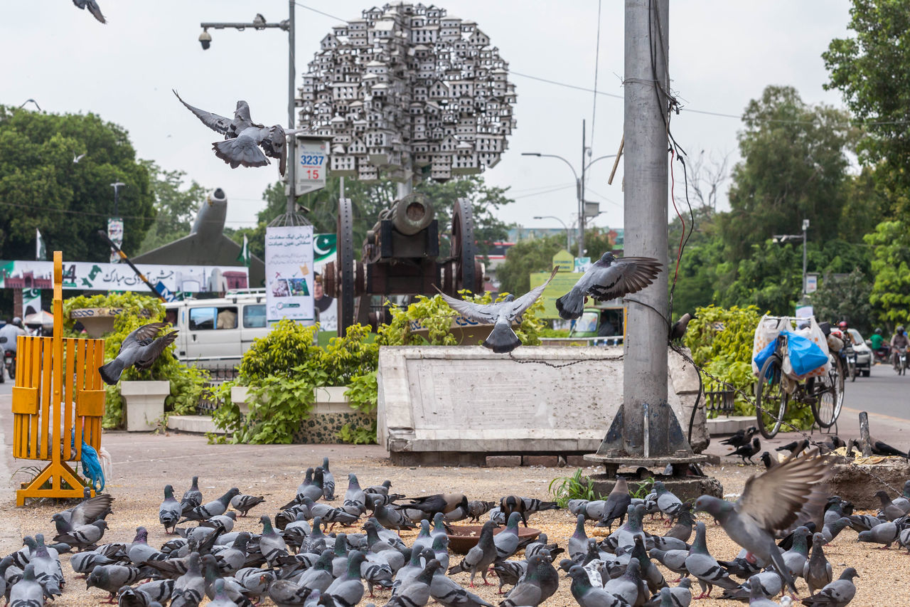 VIEW OF BIRDS ON BUILDING