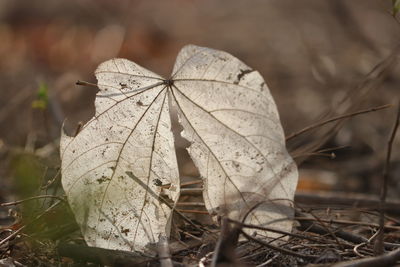 Close-up of dry leaf on land