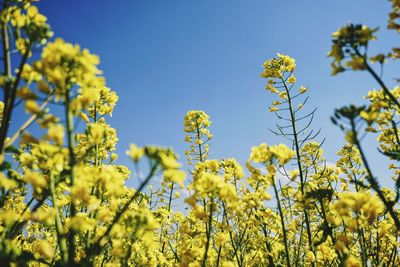 Low angle view of flowers against blue sky