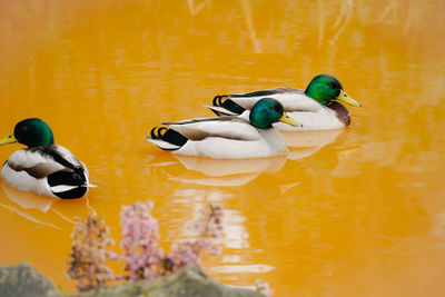 Two ducks swimming in lake