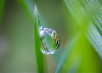 Close-up of insect on leaf