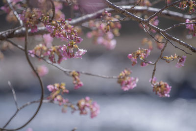 Close-up of cherry blossom